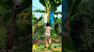 shorts agriculture agritools farming2024 noamanreaction [upl. by Atile312]