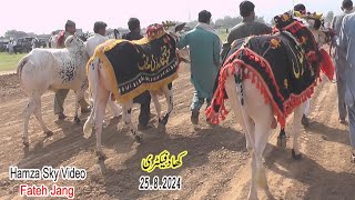 Khad faktry bull race 2582024 bull race in pakistan [upl. by Samuela]