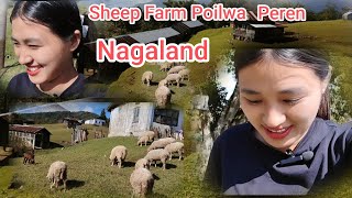 SHEEP FARM POILWA PEREN NAGALAND  NORTHEAST INDIA  WIZILIU [upl. by Knutson]