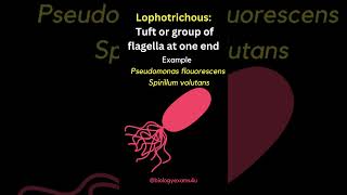 Arrangement of Bacterial Flagella  Monotrichous Amphitrichous Lophotrichous Peritrichous [upl. by Story]