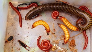 One Giant Millipede and Many Red Millipedes in the Wet Colony of the Building insects aminals [upl. by Ardnuhsor]