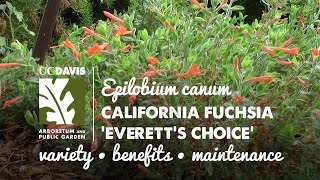 Epilobium canum California fuchsia Everetts Choice [upl. by Irisa]