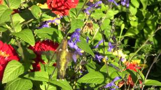 Hummingbird Moth versus Hummingbird [upl. by Niknar]