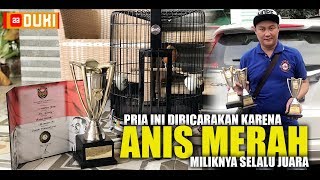 PRIA Ini Dibicarakan Karena ANIS MERAH Miliknya Sering JUARA NASIONAL [upl. by Tirzah]