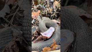 Cottonmouth Showing Me His Fangs [upl. by Lertnek]