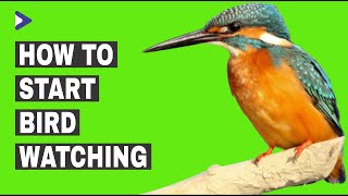 How To Start Bird Watching  Bird Watching For Beginners [upl. by Tlihcox]