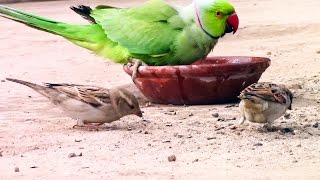 Parrot bathing with sparrowscolours of nature [upl. by Yunfei701]