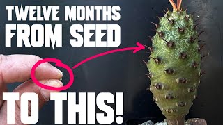 How to grow Succulent and caudex plants from seed the complete guide [upl. by Latouche613]