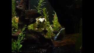 55 Gallon Cichlid Tank [upl. by Sigsmond960]