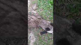 Musang jinak umur 8 bulan [upl. by Kimber]