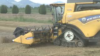 New Holland CR 880 team Rosina trebbiatura grano 2024 [upl. by Nayar]