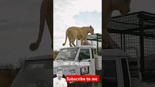 loins lion safari animals lionslife india jhalkojhunjhunu viralvideotradingindia jhalkojh [upl. by Irami]