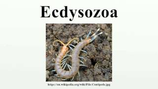 Ecdysozoa [upl. by Somerset36]