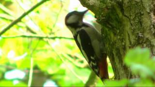 Great Spotted Woodpecker feeding chick in Denton Woods [upl. by Lodhia]