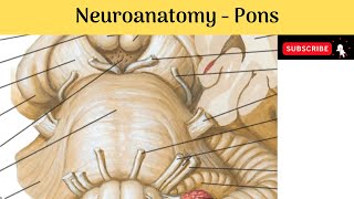 Brain stem  Pons  Situation  Features  External amp Internal  Blood Supply  Clinical Correlation [upl. by Ahsiela]