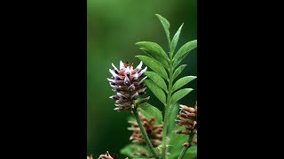 Liquorice Licorice Glycyrrhiza  Liver Antiinflammatory Spasms Laxative Antidepressant Ulcers [upl. by Halik]