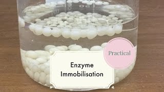 Enzyme ImmobilisationLeaving Cert Biology [upl. by Timmons]