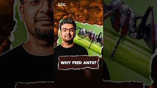 Why Indians feed ants [upl. by Erfert900]