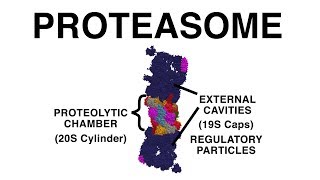 THE PROTEASOME UBIQUITINATION AND PROTEIN DESTRUCTION [upl. by Demetria]