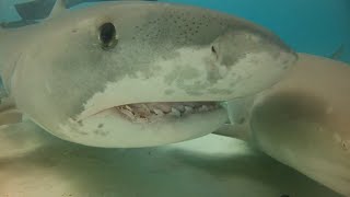 Tiger Shark Attacks Snorkeler [upl. by Stevana140]