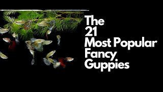 The 21 Most Popular Types of Guppy Fish 🐠 [upl. by Cuthbert]