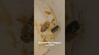 Armadillidium Vulgare mutation [upl. by Adahs]