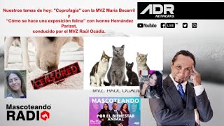 Coprofagia  ¿Cómo se hace una exposición felina [upl. by Anyg]