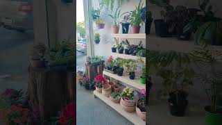 shortvideo flores floricultura plantas [upl. by Iaht]