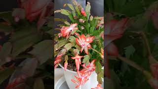 № 7 자몽 오렌지색 가재발선인장 게발선인장 christmascactus cactus zygocactus 베토벤소나타 월광소나타 JoannaTV shorts [upl. by Stelu749]