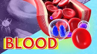 Blood Structure and Function Why is Blood Important [upl. by Neerac]