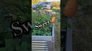 Raised garden  sweet potatoes amp thornless blackberries [upl. by Guarino869]