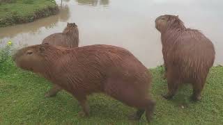 Capivaras no Parque do Lago [upl. by Sabsay]