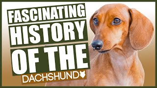 The History Of The DACHSHUND [upl. by Adnylem560]