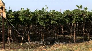 Grapevines in Indias California [upl. by Arvonio]