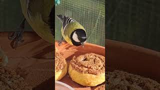 Birdies having breakfastnature birdsofeurope birds slovakia [upl. by Ashby542]