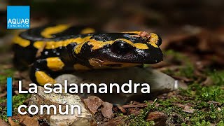 La SALAMANDRA COMÚN vistosa pero VENENOSA  ANFIBIO [upl. by Claudy]