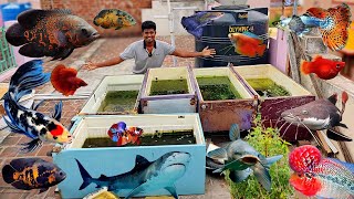 All My Fishes in One Video 🦈 Fish Room Tour 20 🐠  Vijay Vlogs [upl. by Robson]