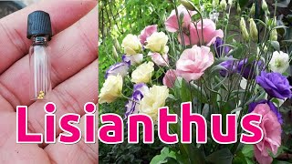 How to Grow Lisianthus from Seeds [upl. by Adlar]