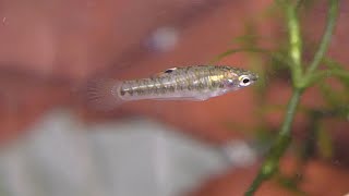 Least Killifish eating Vinegar Eels [upl. by Laddie937]