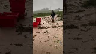 🌧️ Les pluies abondantes perturbent les récoltes et notamment les vendanges📅 date  26092024 [upl. by Rickie]