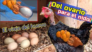 ▶ Conoce como se forma un huevo dentro de la Gallina 🥚🐔  Curiosidades [upl. by Potts986]