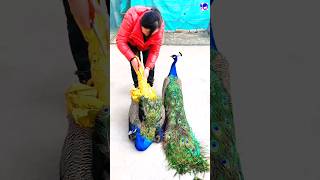 About peacock in English peacock shorts bdsports music love song bollywood hindisong [upl. by Lewendal]