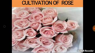 Introduction and Classification of Rose Lecture 4 Part 1 [upl. by Bein]