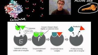 Enzymes [upl. by Row]