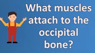 What muscles attach to the occipital bone   Best Health FAQ Channel [upl. by Theona]