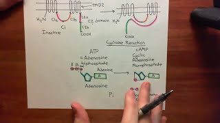 The Gs Pathway Part 6 [upl. by Blas]