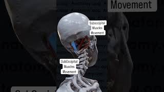 Suboccipital Muscles Movement In Skull [upl. by Erida]