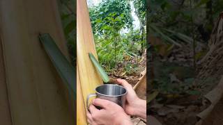 Solo girl Survival Water from banana tree survival outdoors [upl. by Thibault]