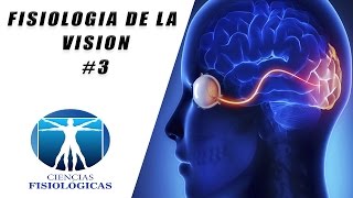 Fisiologia de la Vision 3 [upl. by Halley]