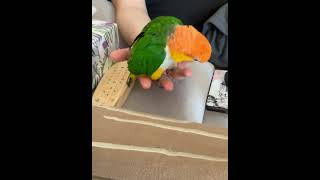 Crazy hormonal caique parrot cute playful silly birds parrot pets birdslover caiques [upl. by Ecille892]